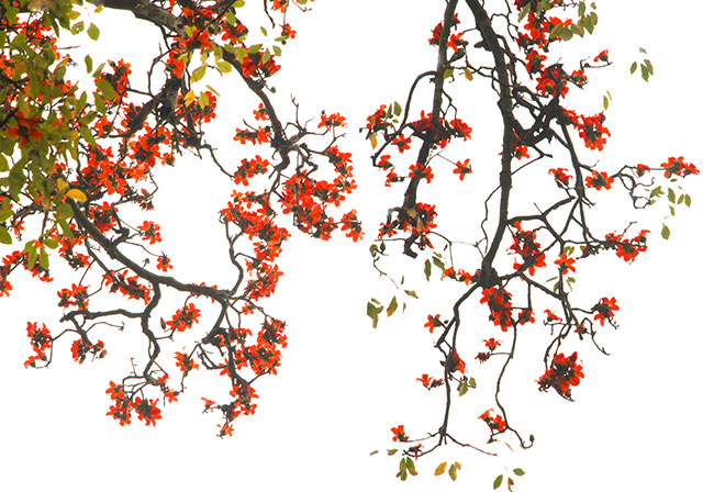 Hình ảnh Hà Nội rực rỡ sắc màu lúc giao mùa
