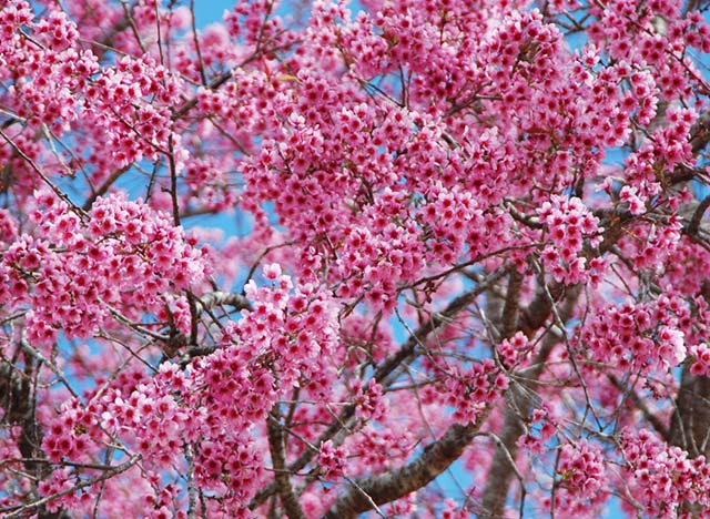 Đà Lạt đón xuân trong sắc mai anh đào rực rỡ
