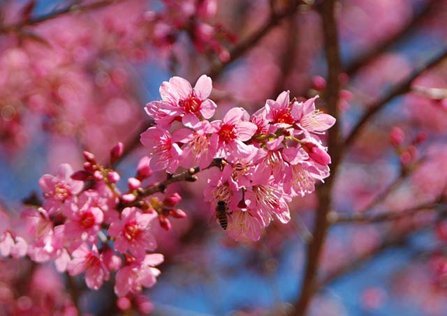 Hình ảnh Đà Lạt đón xuân trong sắc mai anh đào rực rỡ