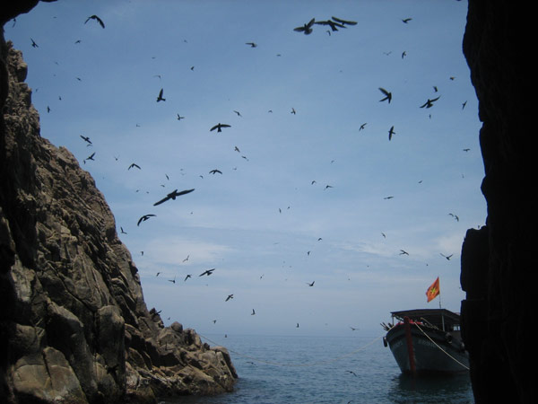 Đảo Yến