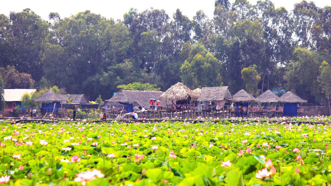 Đồng sen Đồng Tháp
