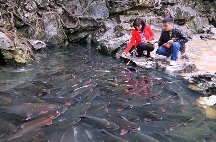 Suối cá thần Cẩm Thủy