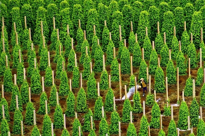 Vườn hồ tiêu Phú Quốc