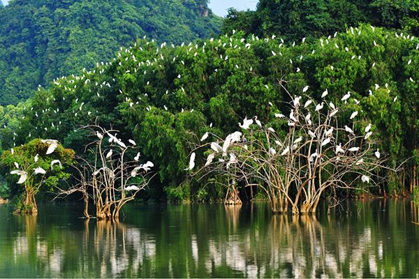 Vườn chim Ngọc Hiển - Cà Mau