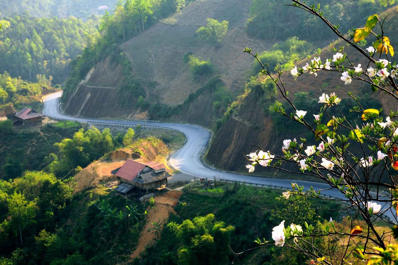 Lên Điện Biên tháng 3 ngắm hoa ban nở